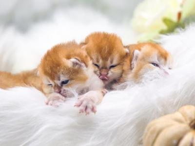 Litter B Babies - Scottish Fold - Gallery Photo #1