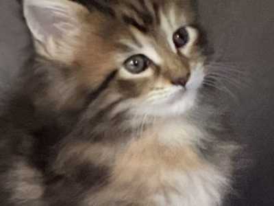 Sissy 2B - Maine Coon - Gallery Photo #1