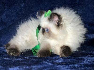 Seal Point Kitten - Himalayan - Gallery Photo #1