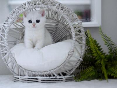 Tessa HappyBRI - British Shorthair - Gallery Photo #1