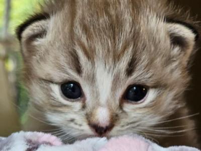 Seal Sepia Mitted Lynx - Ragdoll - Gallery Photo #1