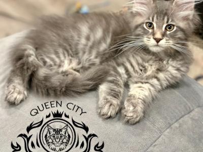 Maine Coon Boy Tica Registered - Maine Coon - Gallery Photo #1