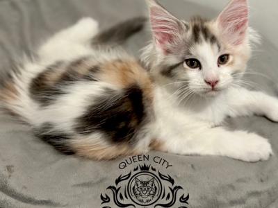 Maine Coon Girl Tica Registered - Maine Coon - Gallery Photo #1