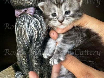 Scarlet Babies - Maine Coon - Gallery Photo #1