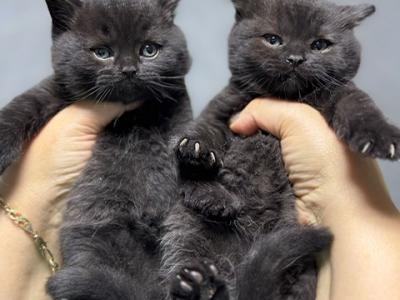 BRITISHKITNCAT British SH Black Males - British Shorthair - Gallery Photo #1