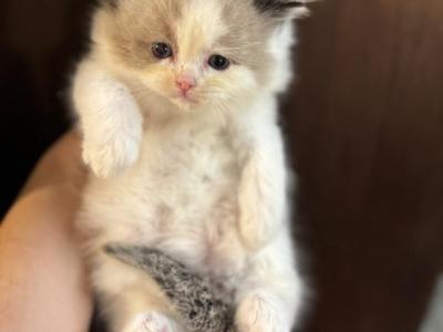 Cashew TICA Registered Seal Bicolor Male - Ragdoll - Gallery Photo #1