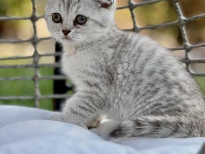 Romeo - Scottish Fold - Gallery Photo #1