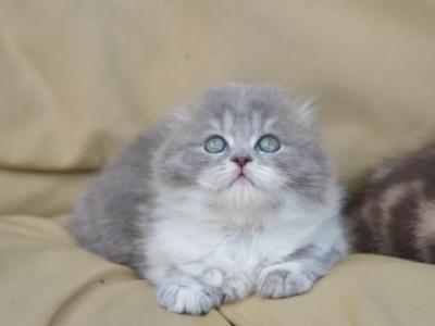 Queeny - Scottish Fold - Gallery Photo #1