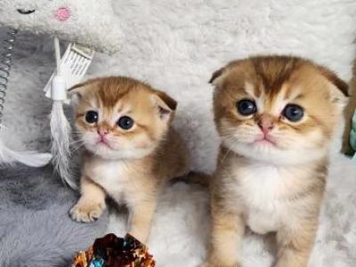 New Litter - Scottish Fold - Gallery Photo #1