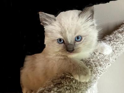 New Litter Coming October 19 - Ragdoll - Gallery Photo #1