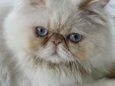 Mister Fluffy - Persian - Gallery Photo #1