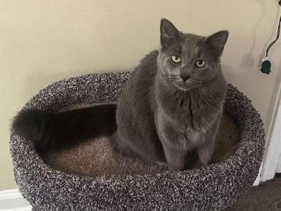 Noodle - Nebelung - Gallery Photo #1