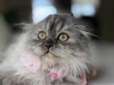 Smokey - Scottish Fold - Gallery Photo #1