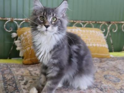 Willow - Maine Coon - Gallery Photo #1