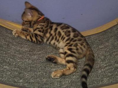 Brown - Bengal - Gallery Photo #1