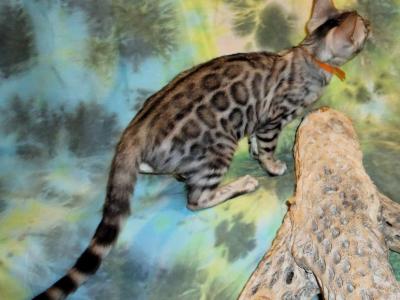 READY Silver Males And Females Bengal Kittens - Bengal - Gallery Photo #1