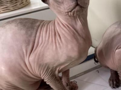 Serena - Sphynx - Gallery Photo #1