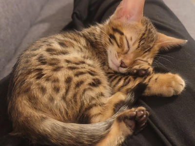 Teddy - Bengal - Gallery Photo #1