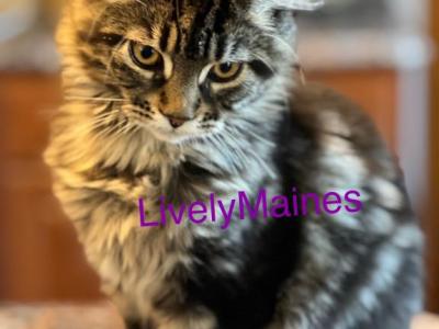 Victoria Branch Litter - Maine Coon - Gallery Photo #1