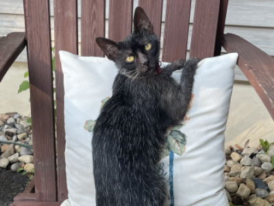 Lykoi Female 3 Yrs - Lykoi - Gallery Photo #1