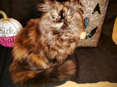 Persian TortoiseShell Persian  Female - Persian - Gallery Photo #1