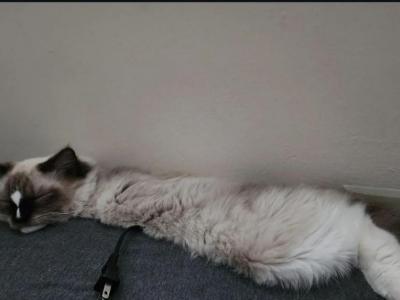 Rag Doll Kitten - Ragdoll - Gallery Photo #1