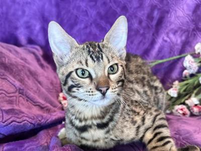 Bengal Male Kittens - Bengal - Gallery Photo #1