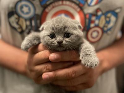 Blue Folds - Scottish Fold - Gallery Photo #1