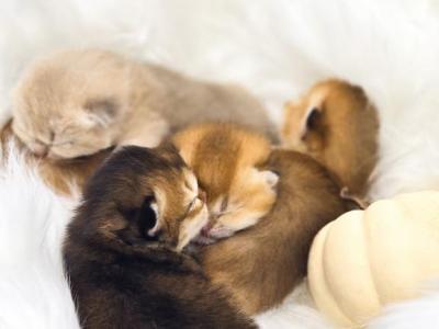 Litter D Babies - Scottish Fold - Gallery Photo #1