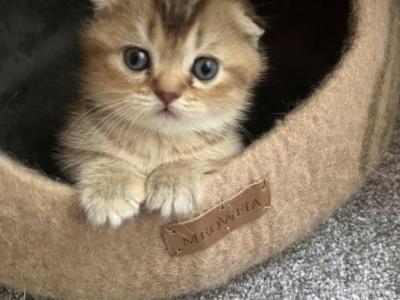 Scottish Fold Kittens For Adoption - Scottish Fold - Gallery Photo #1