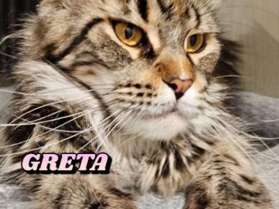 Greta - Maine Coon - Gallery Photo #1