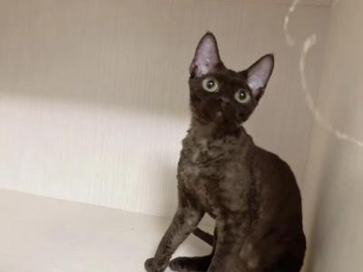 Lucky - Devon Rex - Gallery Photo #1