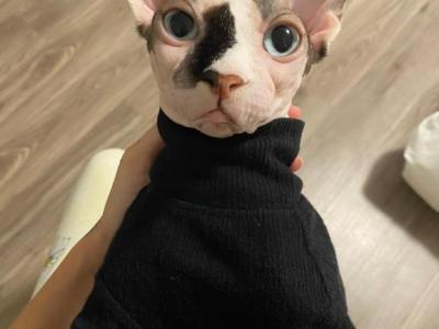 Potter - Sphynx - Gallery Photo #1