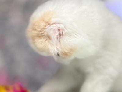 Prettyfold Flame F - Scottish Fold - Gallery Photo #1