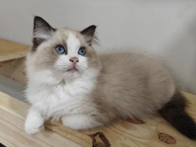 Bicolor Kitten Female - Ragdoll - Gallery Photo #1