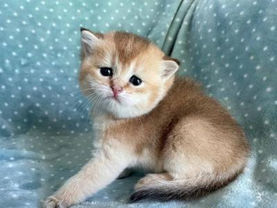 British  Shorthair Golden Female - British Shorthair - Gallery Photo #1