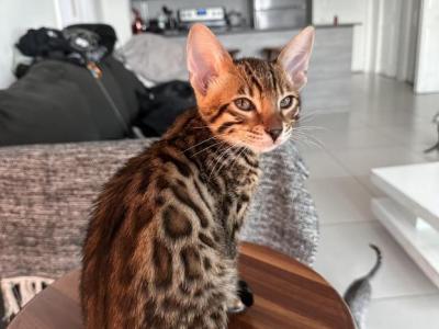 Jimmy - Bengal - Gallery Photo #1