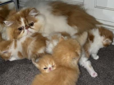 Persians Babies - Persian - Gallery Photo #1