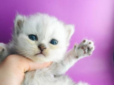 Silver Scottish Long Haired Kitten - Scottish Straight - Gallery Photo #1