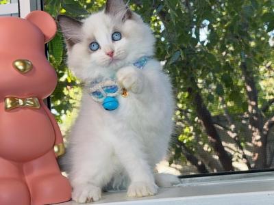 R040 - Ragdoll - Gallery Photo #1