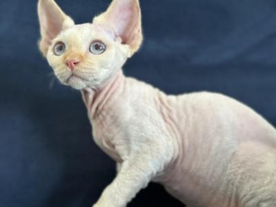 Philip - Devon Rex - Gallery Photo #1