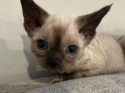 Baby Luna - Devon Rex - Gallery Photo #1