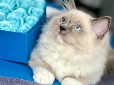 Misha - Ragdoll - Gallery Photo #1