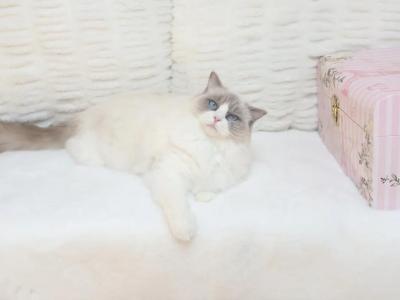 Honey TICA Registered Ragdoll - Ragdoll - Gallery Photo #1