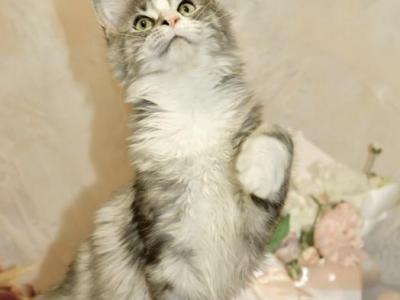 Maine Coon Kittens - Maine Coon - Gallery Photo #1