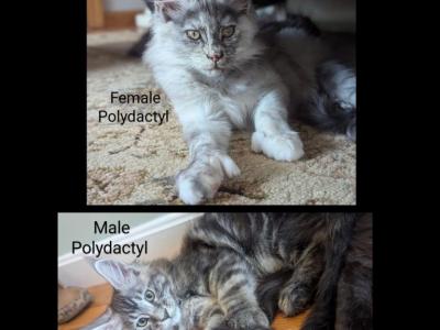 Zoe 1 - Maine Coon - Gallery Photo #1