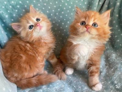 British Longhair Orange  Male - British Shorthair - Gallery Photo #1