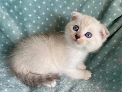 Scottish Fold White Color Point  Male - Scottish Fold - Gallery Photo #1