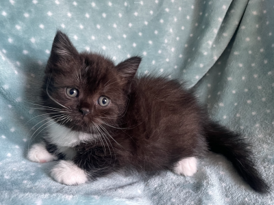 British Shorthair Dark And White  Male - British Shorthair - Gallery Photo #1