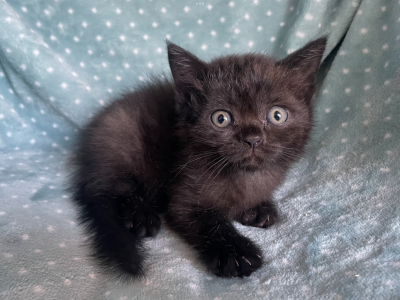 British Shorthair Black  Male - British Shorthair - Gallery Photo #1